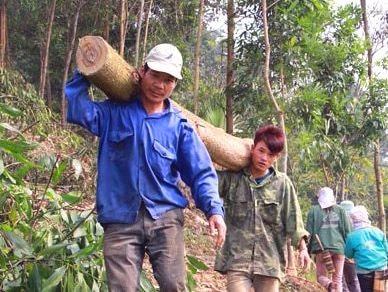 Nhiều khó khăn trong trồng rừng gỗ lớn