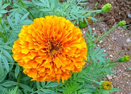 Cúc vạn thọ kháng virus HIV và ung thư