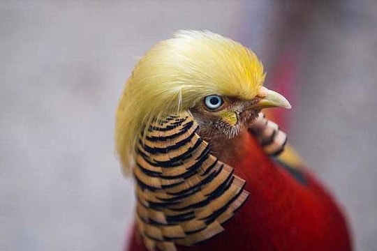 Chú gà lôi trở thành ngôi sao nhờ 'mái tóc' giống Trump