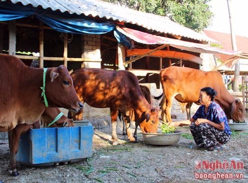 Bản Thái trồng cỏ voi nâng cao chất lượng đàn bò