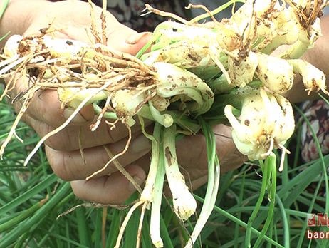 Trồng hành tăm trên đất cao cưỡng thu 250 triệu đồng/ha