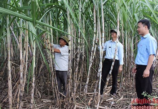 Vụ ép 2016-2017: Nghệ An đạt 1,2 triệu tấn mía cây