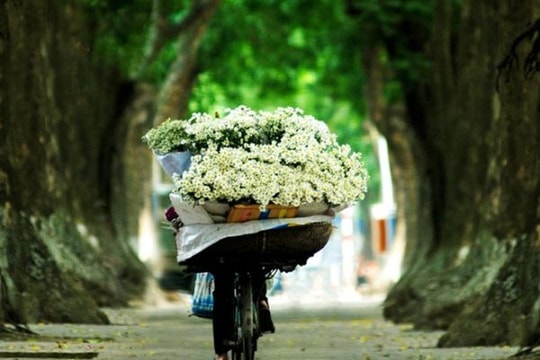 Cúc họa mi dịu dàng 'chào đông' trên phố phường Hà Nội