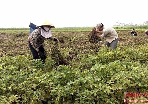 Nông dân Diễn Châu được giá lạc đông