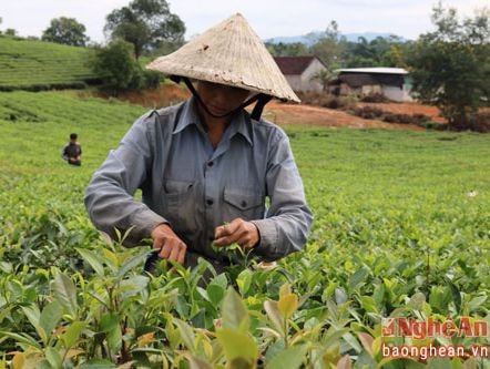 Anh Sơn tăng tốc sản xuất trà xanh chất lượng cao phục vụ Tết