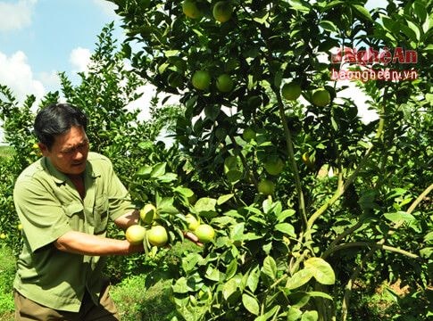 Nghĩa Sơn (Nghĩa Đàn): Đầu tư gần 39 tỷ đồng phát triển các mô hình sản xuất