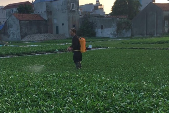 Rùng mình với mớ rau xanh non, mỡ màng ngoài chợ