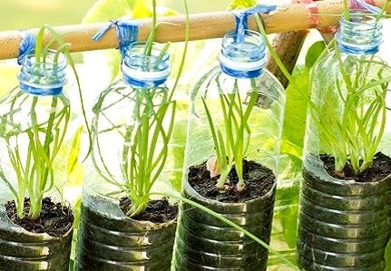 Ngày nghỉ trồng rau trong chai nhựa và hiệu quả bất ngờ