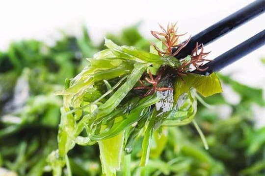 Nhiều ích lợi bất ngờ từ rong biển