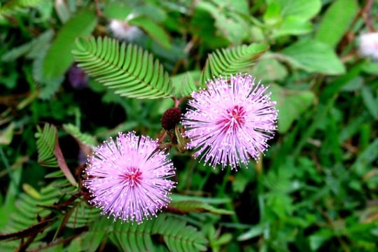 Những bài thuốc dân gian chữa đau lưng hiệu quả