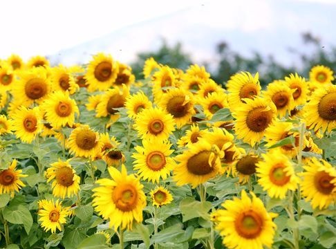 Đồng hoa hướng dương Nghệ An rộng gấp đôi năm 2015