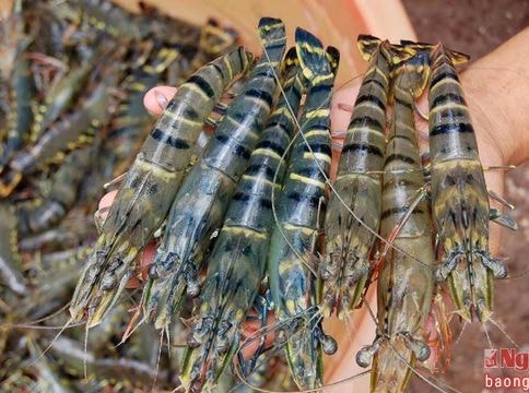 Bí thư đoàn 'mê' tôm giống