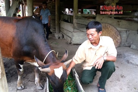 Kỳ Sơn chủ động phòng chống rét cho gia súc trước mùa Đông