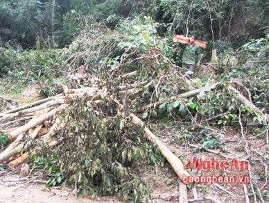 Nữ cán bộ huyện bị phạt 21 triệu đồng vì hành vi phá rừng