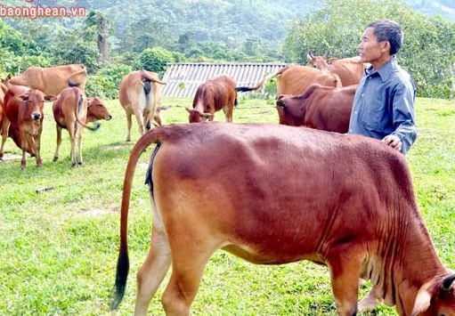 Nông dân thu tiền tỷ từ chăn nuôi trâu bò hàng hóa