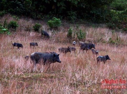 Đàn lợn rừng trăm con biết nghe tiếng kẻng ở Nghệ An