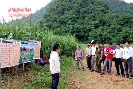 Xây dựng cánh đồng mía mẫu lớn ở Quỳ Hợp