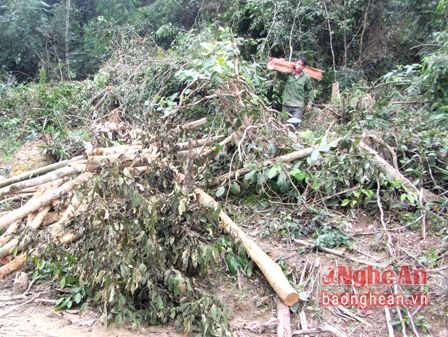 Kỷ luật nghiêm cán bộ huyện Quỳ Châu tổ chức phá rừng trái pháp luật