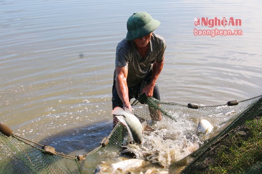 Cá rô chịu lạnh phát triển tốt ở Nghệ An