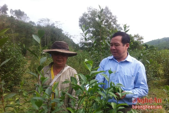 Vì sao người dân tái định cư Thanh Chương quay lưng với cây chè?