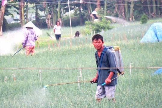 Cảnh báo sử dụng tràn lan thuốc bảo vệ thực vật