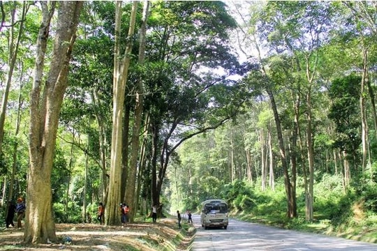 Công bố kết quả kiểm kê rừng năm 2015: Nghệ An có gần 1 triệu ha rừng