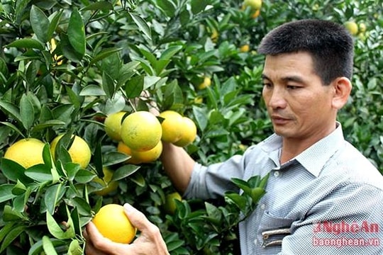 Cam Vinh bước vào chính vụ với 700 triệu đồng/ha