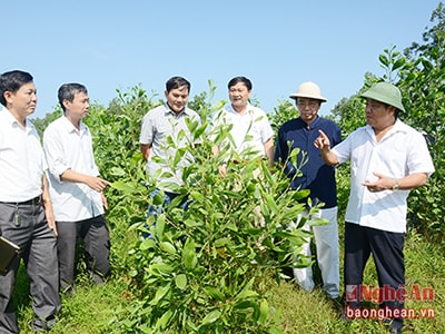 Liên kết với dân phát triển bền vững nguyên liệu cho nhà máy MDF