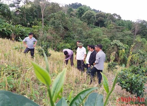 Kỳ Sơn triển khai trồng chè Shan tuyết theo hướng VietGAP