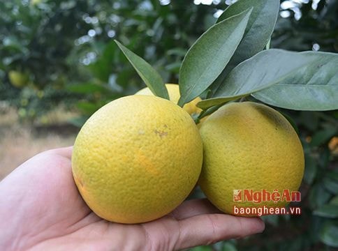 Cam Bãi Phủ tái xuất