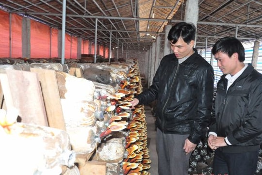 Chữa bệnh thành tích trong đánh giá xếp loại đảng viên, TCCS Đảng