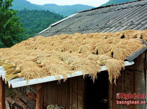 Muôn kiểu phơi lúa của đồng bào vùng cao xứ Nghệ
