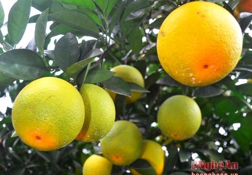 Sắp có nước ép và rượu cam mang nhãn hiệu Con Cuông