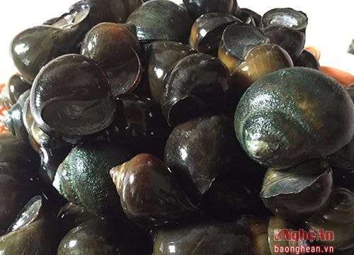 Đặc sản ốc bươu đen ở Đô Lương