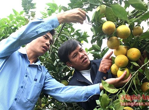 Yên Thành khống chế diện tích cam khoảng 350 ha để bảo vệ chất lượng