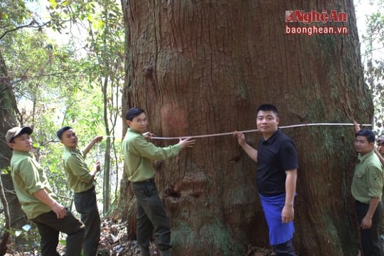 Rừng sa mu dầu chục người ôm không xuể ở miền Tây xứ Nghệ