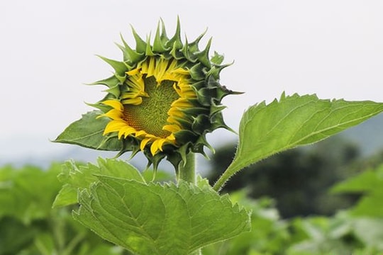 Bông hoa hướng dương đầu tiên đã hé nụ trên cánh đồng Phủ Quỳ