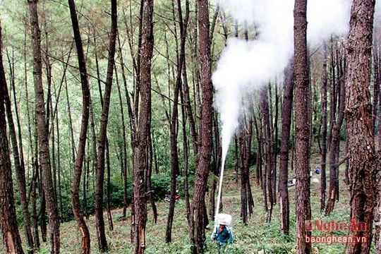 Những cán bộ nghỉ hưu bảo vệ 100 ha rừng đầu nguồn