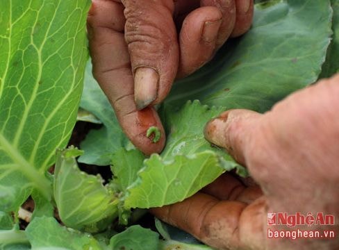 Bản Thái trồng rau thủ công phục vụ thị trường Tết