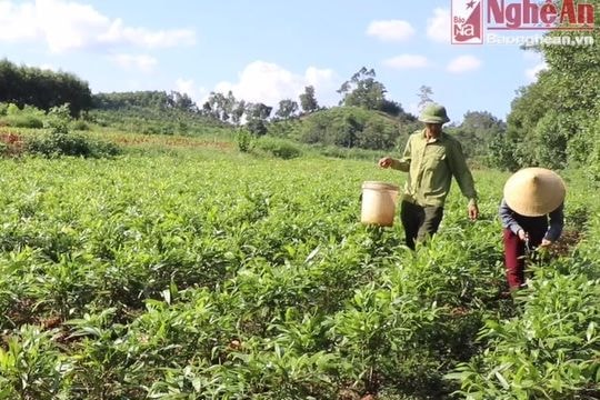 Hiệu quả từ trồng rừng cây gỗ lớn ở Công ty Lâm nghiệp Sông Hiếu