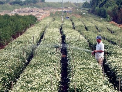 Kiếm cả trăm triệu đồng nhờ trồng cúc họa mi