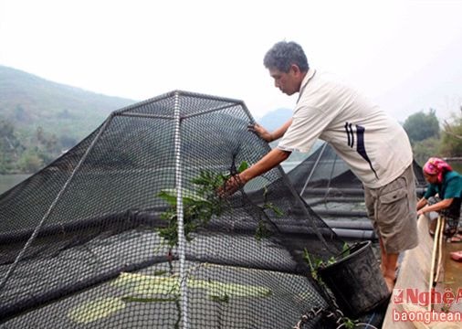Nuôi cá lồng công nghệ mới ở Tương Dương