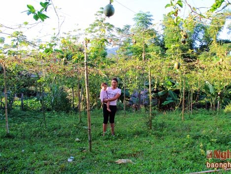 Vì sao chậm cấp kinh phí hỗ trợ vùng trồng chanh leo ở Quế Phong?