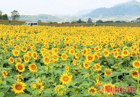 Lễ hội hoa hướng dương ở Nghệ An sẽ khai mạc ngày 25/12