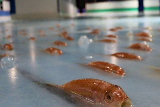 Công viên Nhật xin lỗi vì đóng băng 5.000 sinh vật biển