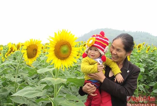 Năm nay du khách không phải mượn thang để chụp ảnh hoa hướng dương