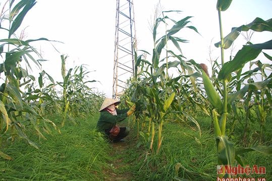 Nghi Lộc: Ngô nếp xen hành tăm thu nhập 22 triệu đồng/sào