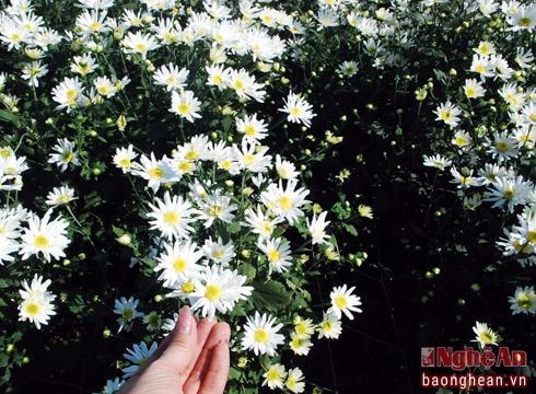 Dịu dàng cúc họa mi Hà Nội vào Đông