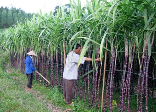 Giá mía tăng vào đầu vụ ép