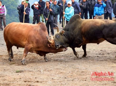 Những pha chọi trâu, bò gay cấn ở miền Tây xứ Nghệ
